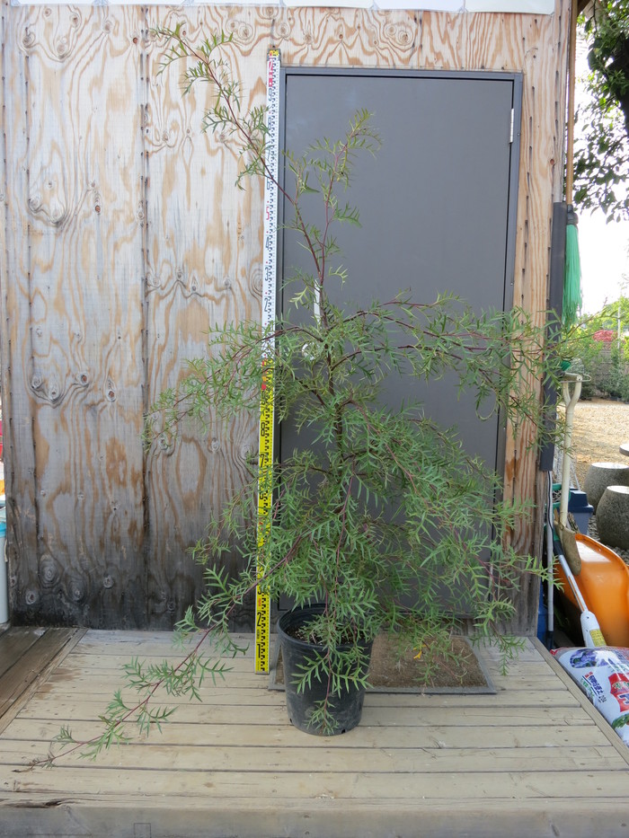 グレビレア ブロンズランバー 大株 1 グレビレア ブロンズランバー＊大株＊庭植え＊ガーデニング