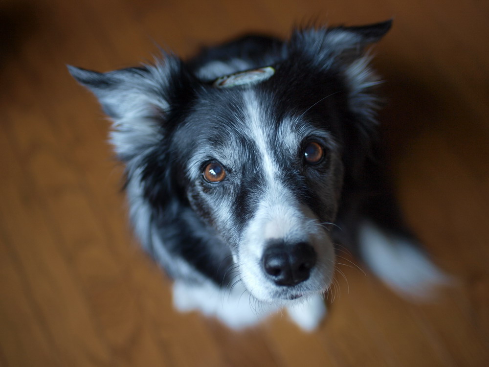 生しいたけの犬 テトだもん