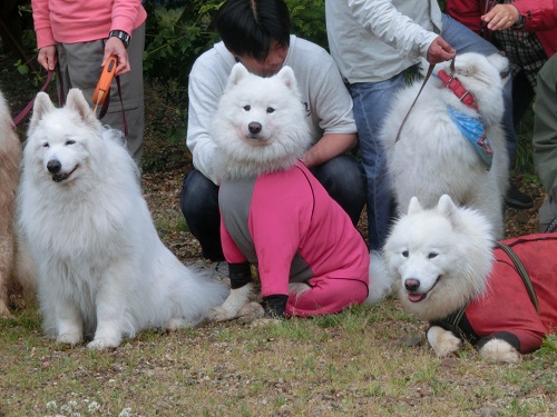 小次郎くん歓迎会 岐阜 サモエド holyの雄叫びっち 小次郎くん歓迎会 岐阜 サモエド holyの雄叫びっち
