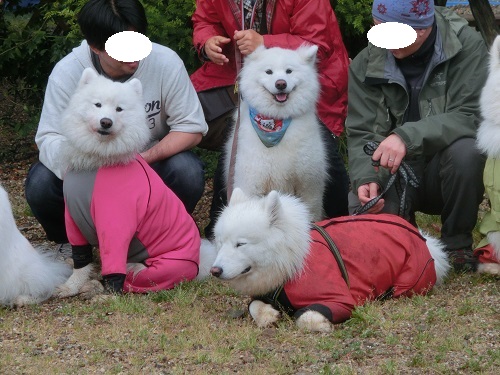 小次郎くん歓迎会 岐阜 サモエド holyの雄叫びっち 小次郎くん歓迎会 岐阜 サモエド holyの雄叫びっち