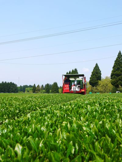 菊池水源茶 生茶から荒茶へ(製茶工場)_a0254656_147096.jpg