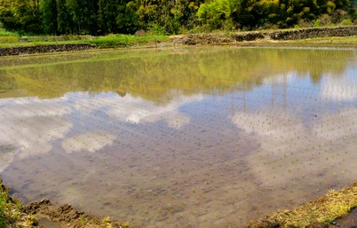 田植え_c0148656_21222578.jpg