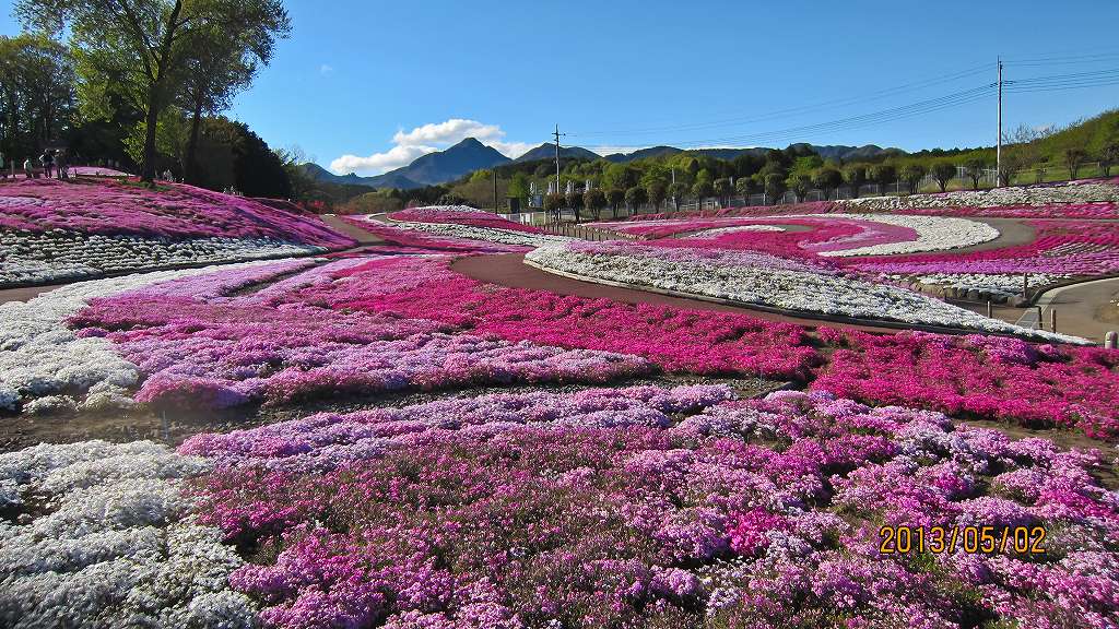 みさとの芝桜_f0044056_7573596.jpg