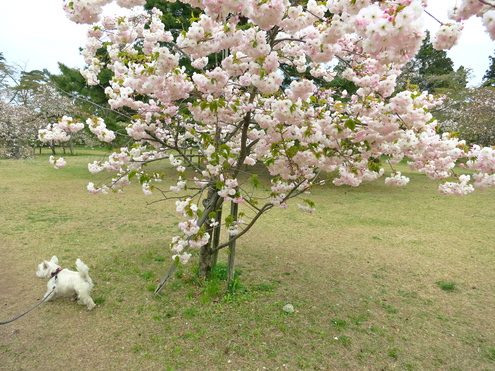 いろんな桜が、まだまだ咲いてるよ。_c0260460_1031372.jpg