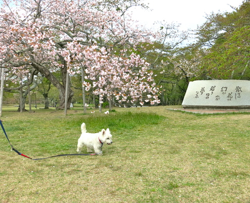 いろんな桜が、まだまだ咲いてるよ。_c0260460_10314440.jpg