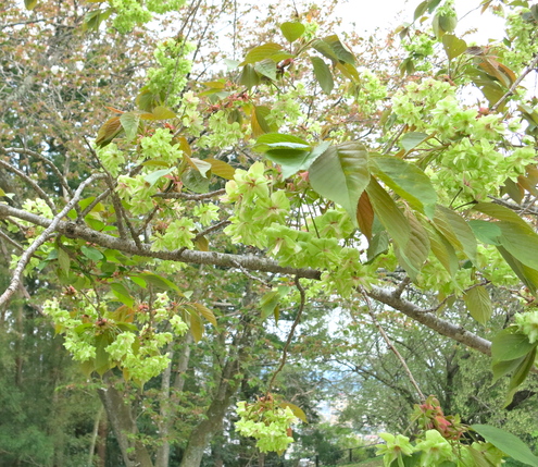 いろんな桜が、まだまだ咲いてるよ。_c0260460_10323380.jpg