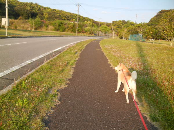 ’１３，５，５（日）今日は子供の日！_f0060461_9164843.jpg