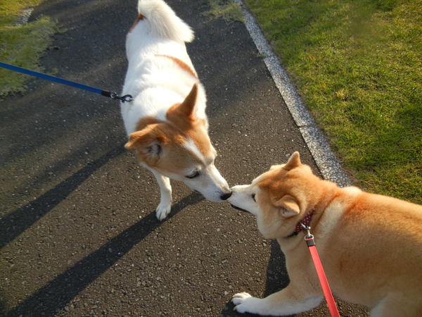 ’13,5,5(日)今日は子供の日!_f0060461_928551.jpg