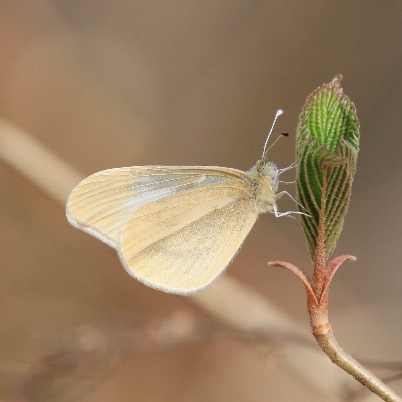 ヒメシロチョウ　いつも春型♂雄の紹介で。　　2013.4.29長野県③_a0146869_20265831.jpg