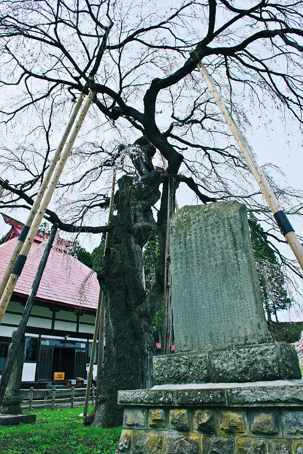 永泉寺のベニシダレザクラ_e0282173_13224283.jpg