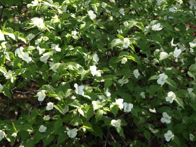 白山吹とPearl Bush / Brooklyn Botanical Garden _d0204189_4133491.jpg