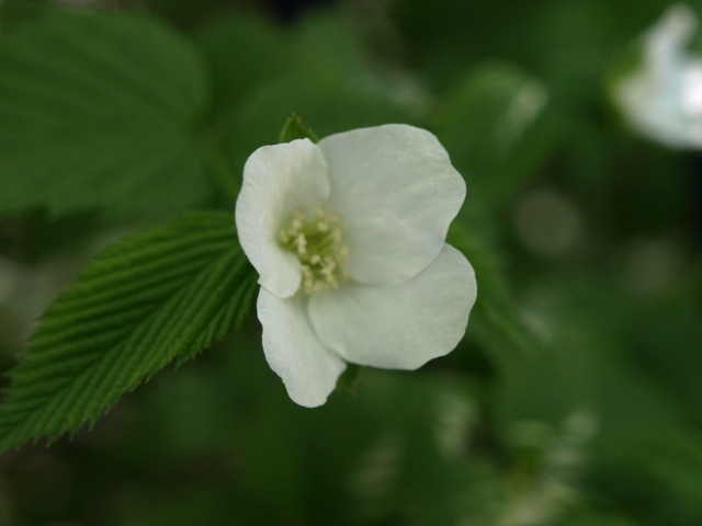 白山吹とPearl Bush / Brooklyn Botanical Garden _d0204189_413388.jpg