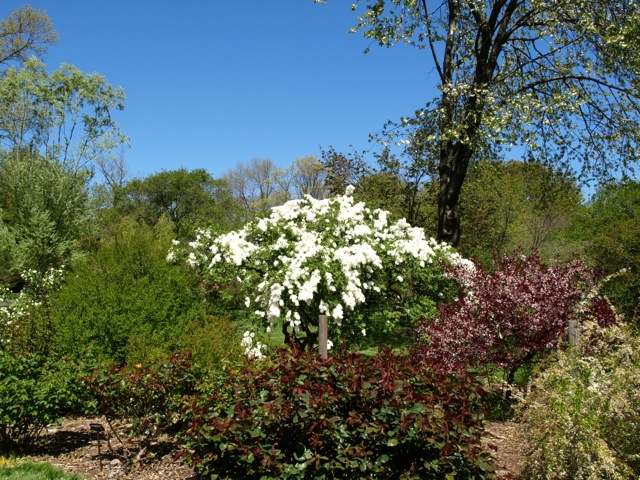 白山吹とPearl Bush / Brooklyn Botanical Garden _d0204189_4134690.jpg