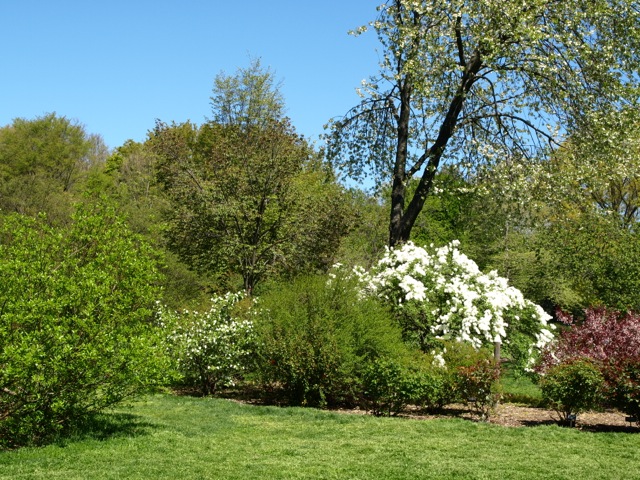 白山吹とPearl Bush / Brooklyn Botanical Garden _d0204189_4134887.jpg