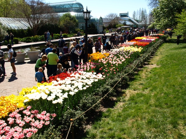 八重桜とチューリップ / Brooklyn Botanical Garden _d0204189_43829100.jpg