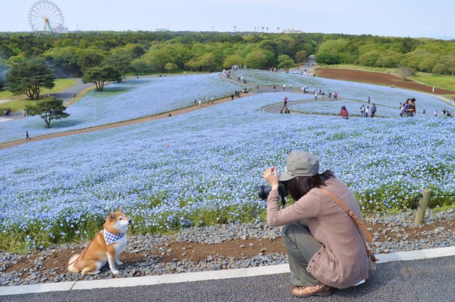 ネモフィラの丘2013_a0126590_14123153.jpg