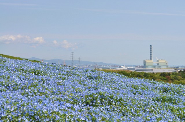 ネモフィラの丘2013_a0126590_14432648.jpg