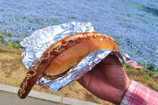 ネモフィラの丘2013②_a0126590_23281717.jpg