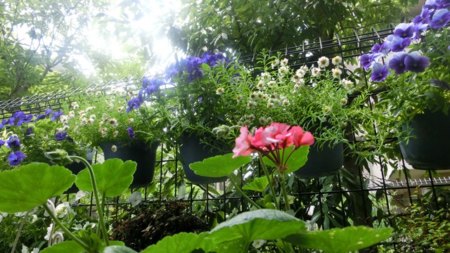 花達が教えてくれる素敵な春、自然美の素晴らしさ、花が教える素敵な環境_d0181492_855582.jpg