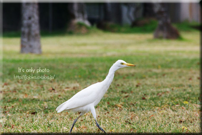 \'13 Hawaii -bird＊Ⅳ-_e0008800_23046100.jpg