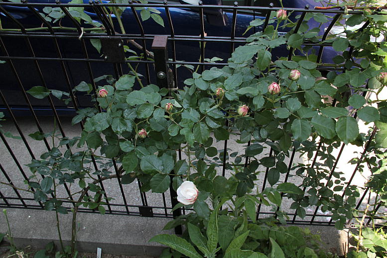 d0166303_2037963.jpg
