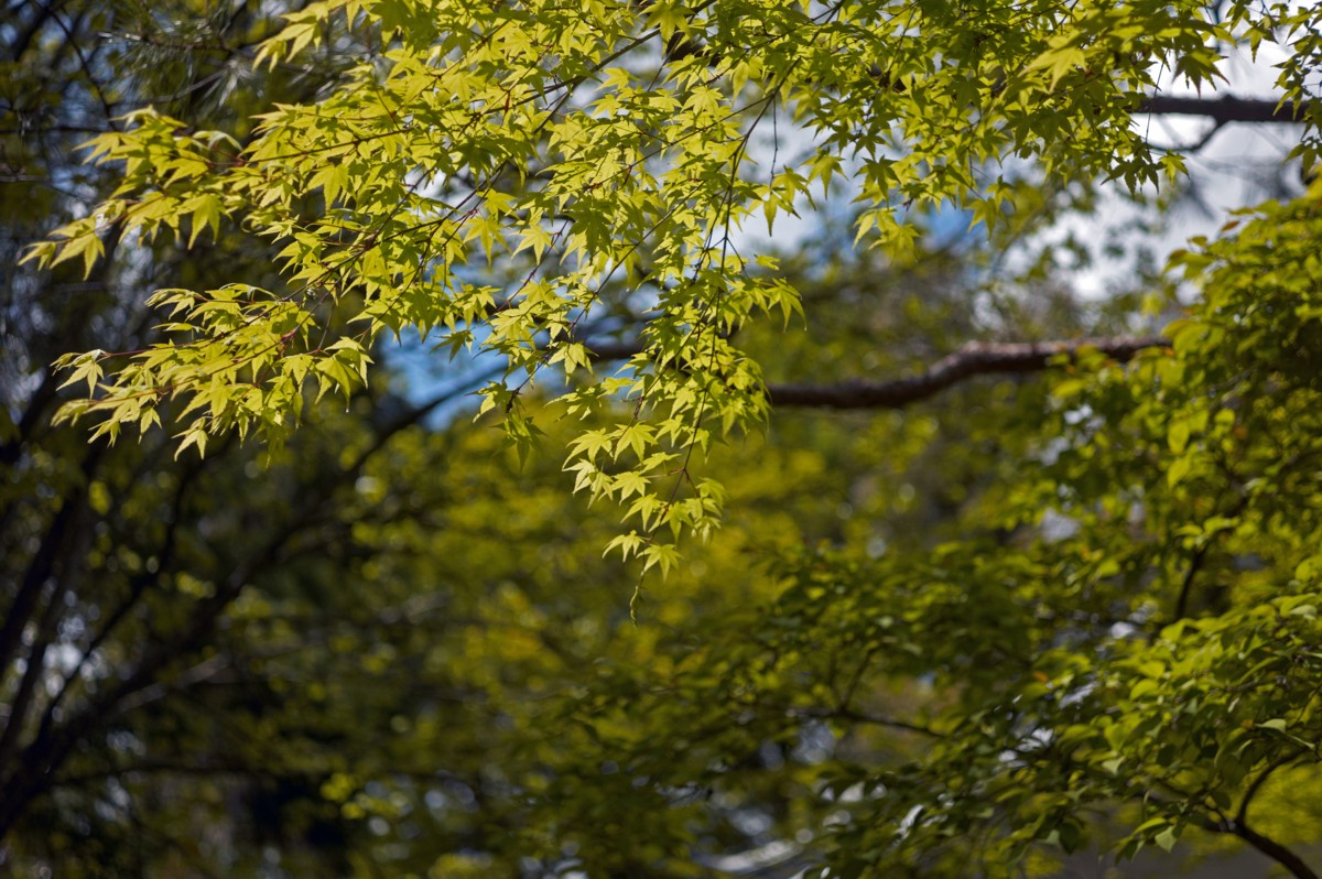 京の青もみじ②　－　法然院_c0156404_20584994.jpg