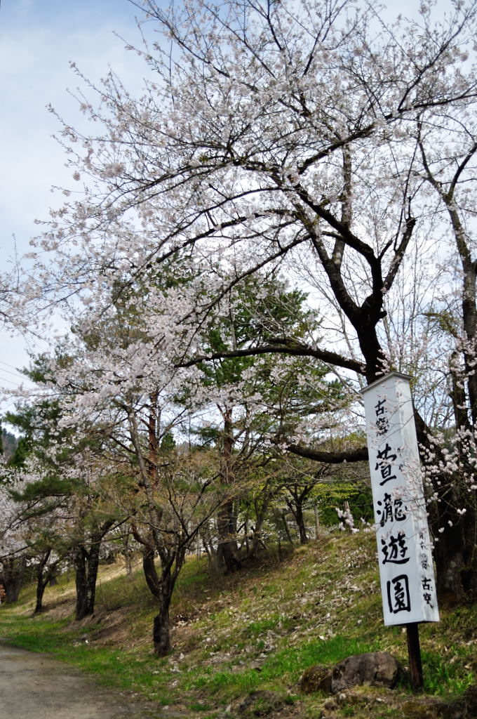 上山　萱滝の桜_e0268304_17263154.jpg