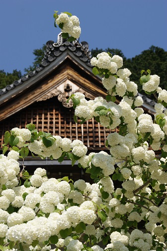 花の寺　船宿寺_a0122205_10522980.jpg