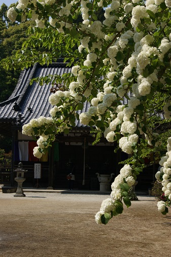 花の寺　船宿寺_a0122205_10531489.jpg