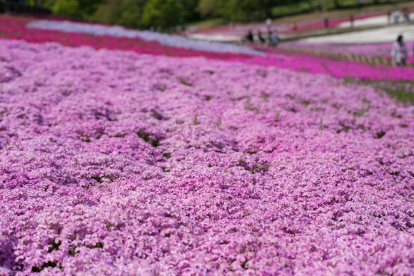 羊山公園_b0237408_17224740.jpg