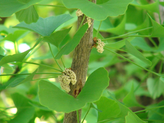 イチョウの雄花と受精 ミクロワールド 14 4 27 徳ちゃん便り