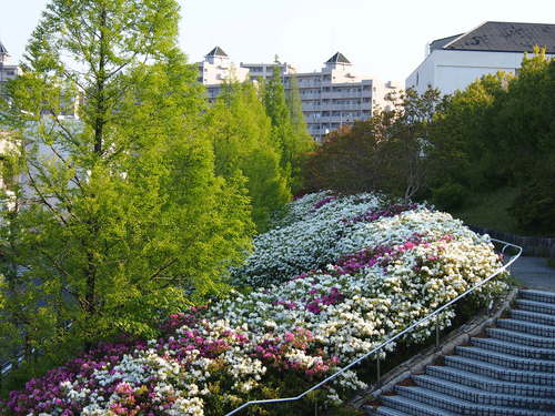 香久山小学校、株山中央公園付近のツツジ　　’13/05/06_d0048812_109217.jpg