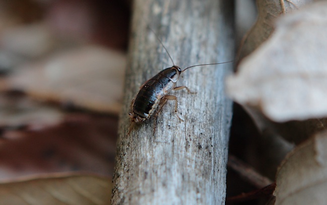 森林性のゴキブリ モリチャバネゴキブリ 森茶翅蜚蠊 世話要らずの庭