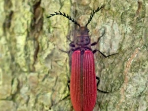 ベニホタルを擬態する虫たち（ニホンベニコメツキ・アカハネムシ・ベニカミキリ） : 世話要らずの庭