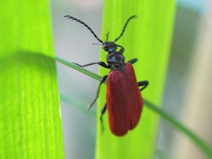 ベニホタルを擬態する虫たち（ニホンベニコメツキ・アカハネムシ・ベニカミキリ） : 世話要らずの庭