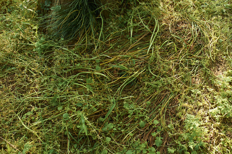 The Garden(Dedicated to Derek Jarman_Absolute humidity)_a0214416_1904818.jpg
