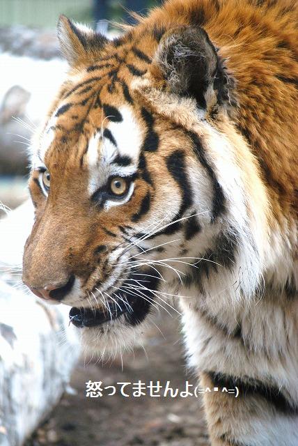 円山動物園③_e0333016_003878.jpg