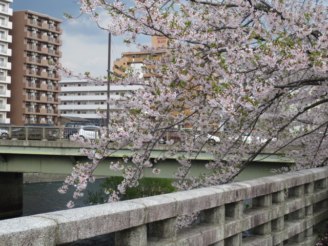 今日もまた　寒いお花見_f0248616_10471746.jpg