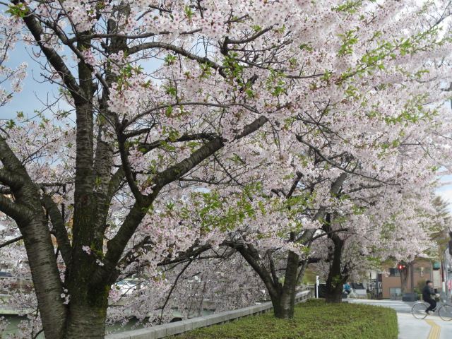 今日もまた　寒いお花見_f0248616_10473255.jpg