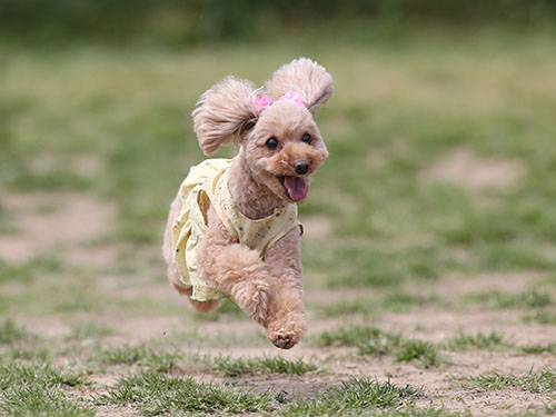 ドッグサロン・ピンキー10周年記念飛行犬撮影会_e0196319_2335020.jpg