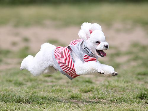 ドッグサロン・ピンキー10周年記念飛行犬撮影会_e0196319_23362293.jpg