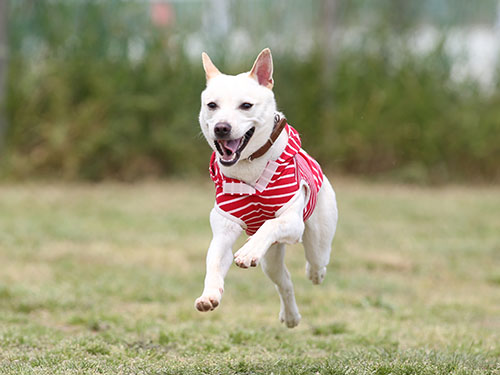 ドッグサロン・ピンキー10周年記念飛行犬撮影会_e0196319_23434731.jpg