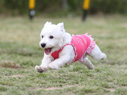 ドッグサロン・ピンキー10周年記念飛行犬撮影会_e0196319_23523122.jpg