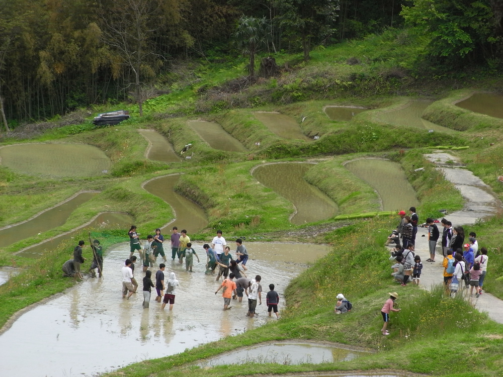 棚田：お田植え_e0092221_1762899.jpg