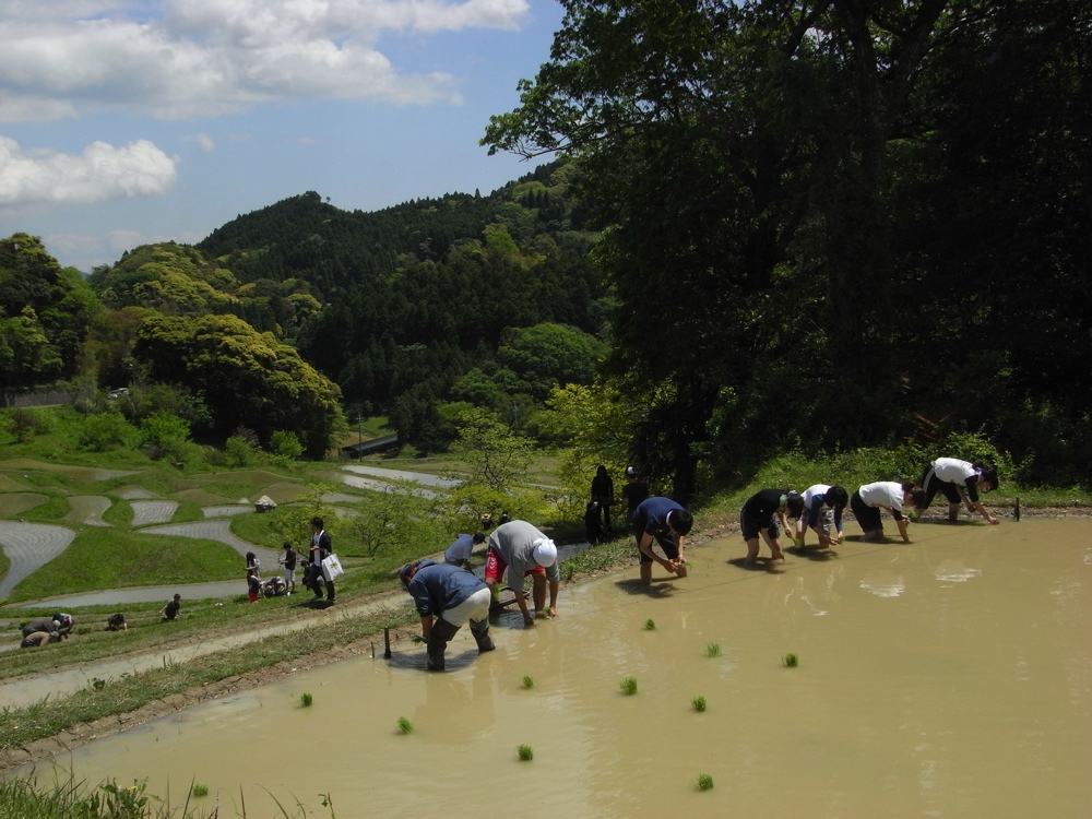 棚田：お田植え_e0092221_17689.jpg