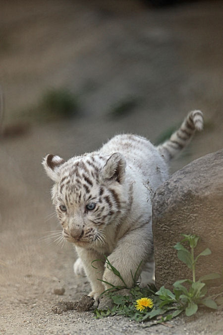 ホワイトタイガーの赤ちゃん 動物園放浪記
