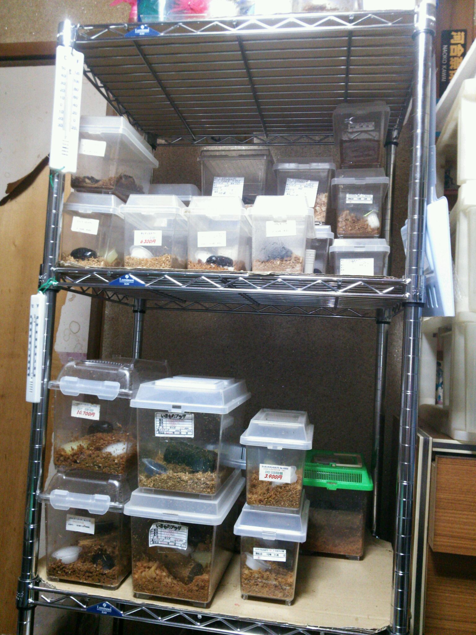 昆虫飼育カブトムシ　クワガタ　　　　　　12ケース　棚もセットで 昆虫飼育カブトムシクワガタ12ケース棚もセットで