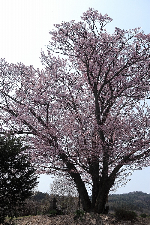 地蔵久保の大山桜_e0303527_23542487.jpg