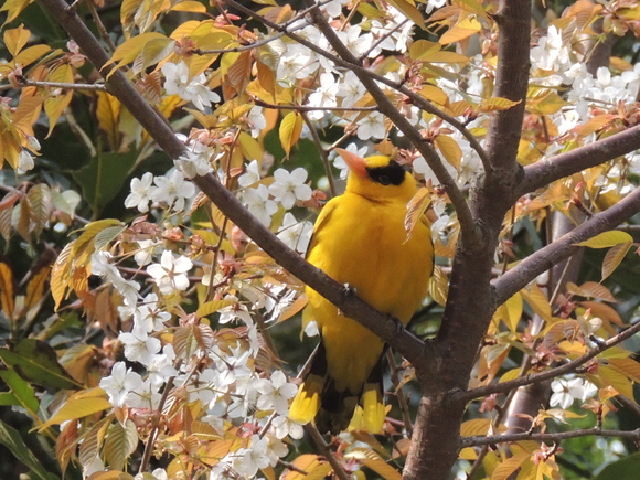 飛島で出合った鳥_f0118332_21181572.jpg