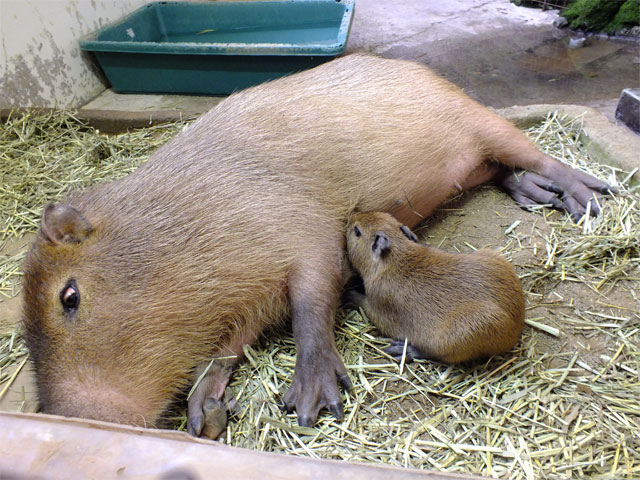 ベビーカピバラの2日目 その2_a0179837_041889.jpg